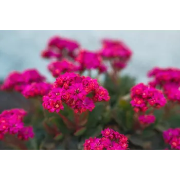 Pink Marigold plant